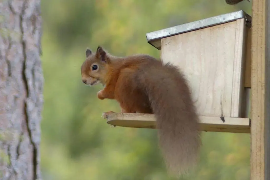 a squirrel is sitting on a bird feeder at Red Squirrel Lodge in Boat of Garten