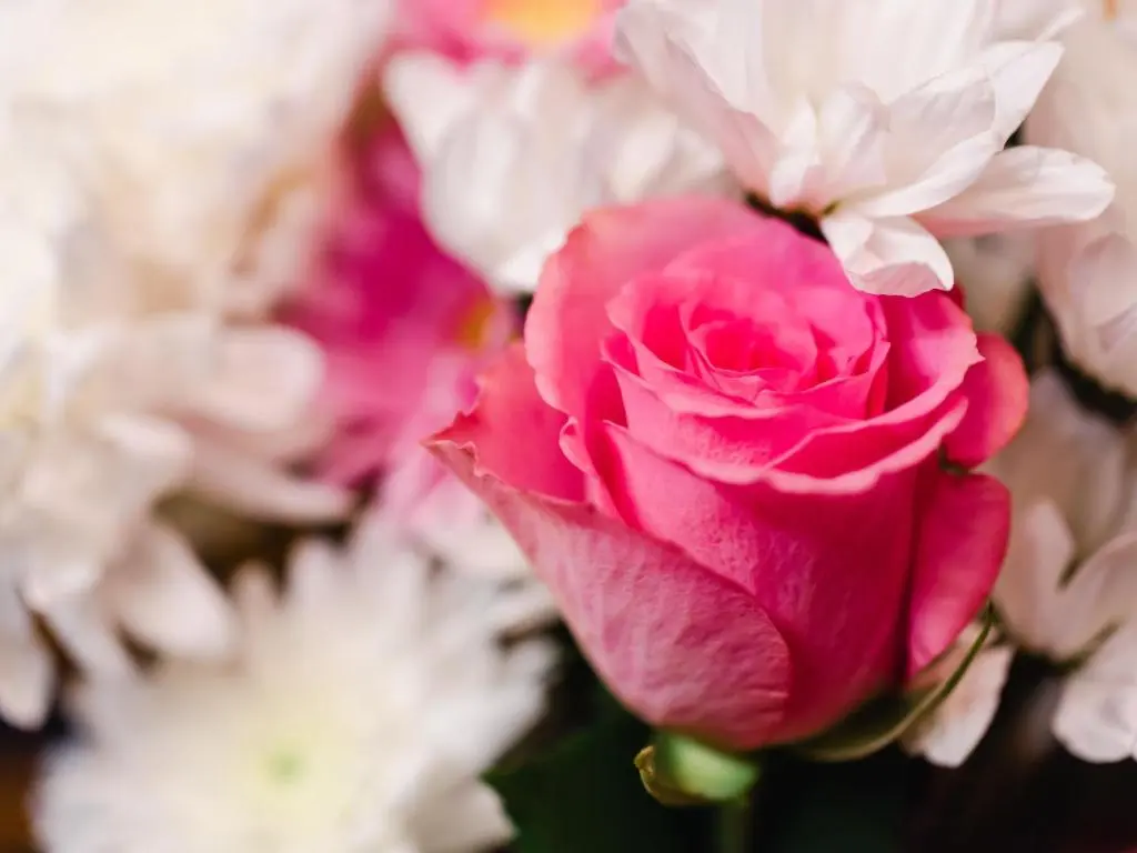 a close up of a pink rose and white flowers at Chalet Birchwood Cottage by Interhome in Inverness