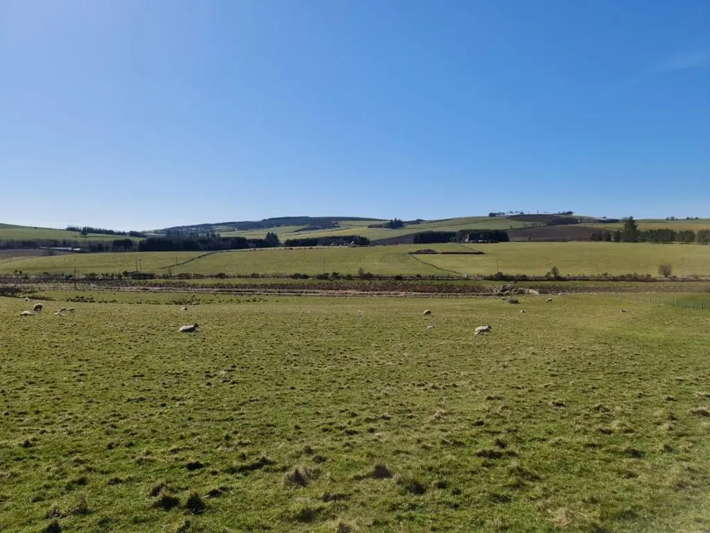 a large green field with animals grazing in it at Bruxie Holiday Cottages - Honeysuckle Cottage in Maud