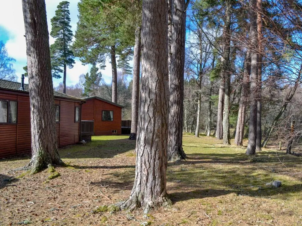 a group of trees next to a cabin at Lodge F- Uk33092 in Dinnet