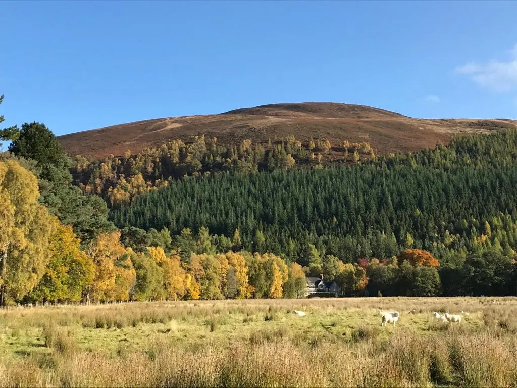 two cows grazing in a field in front of a mountain at Rowan Cottage, CrannachCottages in Garve