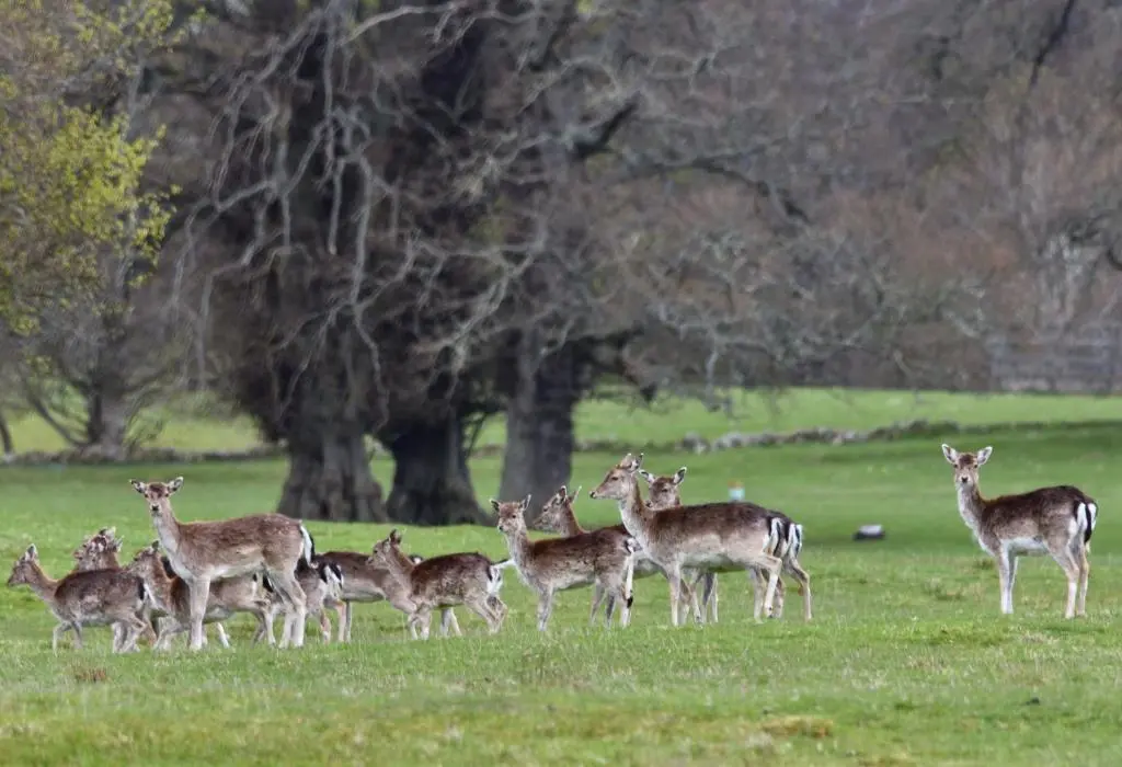 a group of deer standing in a field at Braemoray in Evanton
