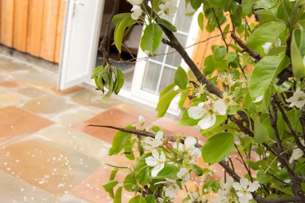 a tree with white flowers in front of a door at Pear Tree Cottage in Cullen