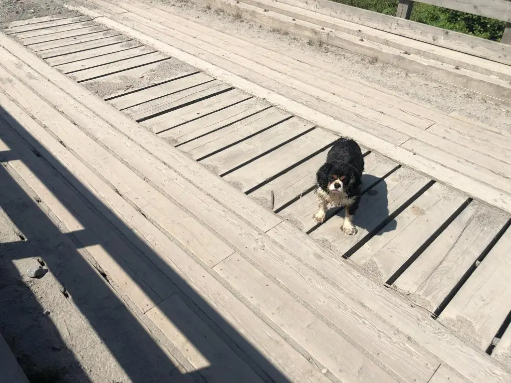 a dog sitting on top of a wooden deck at Foresters Lodge bed and breakfast, near loch ness in Inverfarigaig