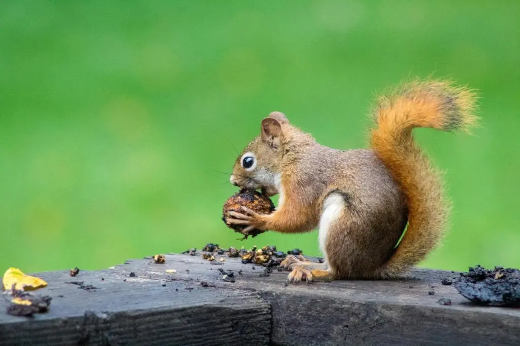 a squirrel eating a nut on a piece of wood at Islas Cottage, a home in the Heart of Speyside in Dufftown