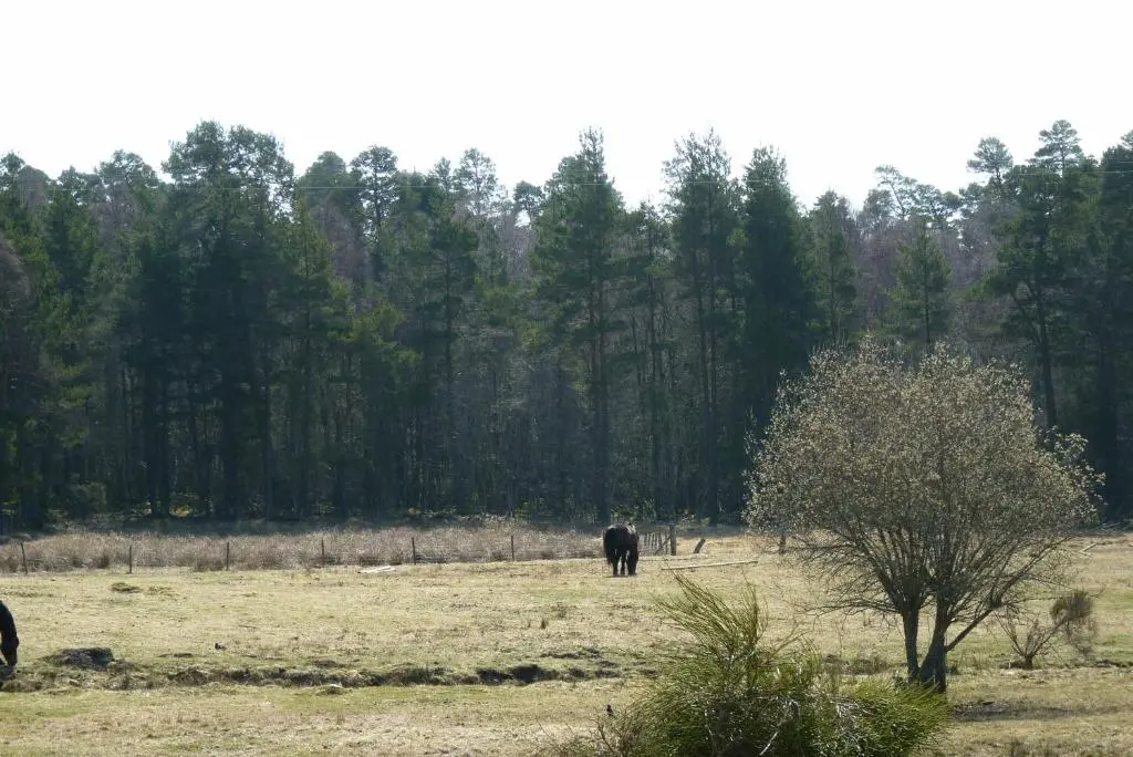 a horse in a field with trees in the background at Tanleys B&B in Grantown on Spey