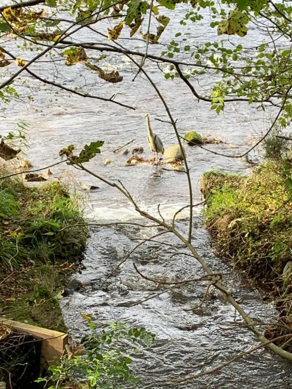 a bird standing in the water in a river at In the heart of Inverness in Inverness