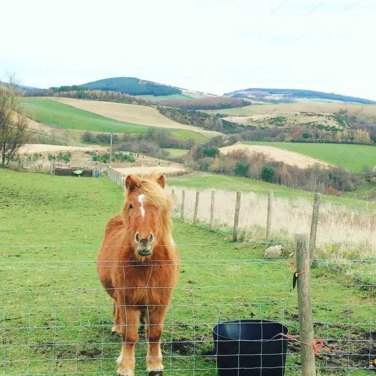 a brown horse standing behind a fence in a field at Lettoch Farm Holiday Home in Dufftown