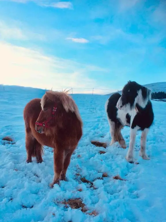 three dogs standing in the snow on a snow covered field at Lettoch Farm Holiday Home in Dufftown