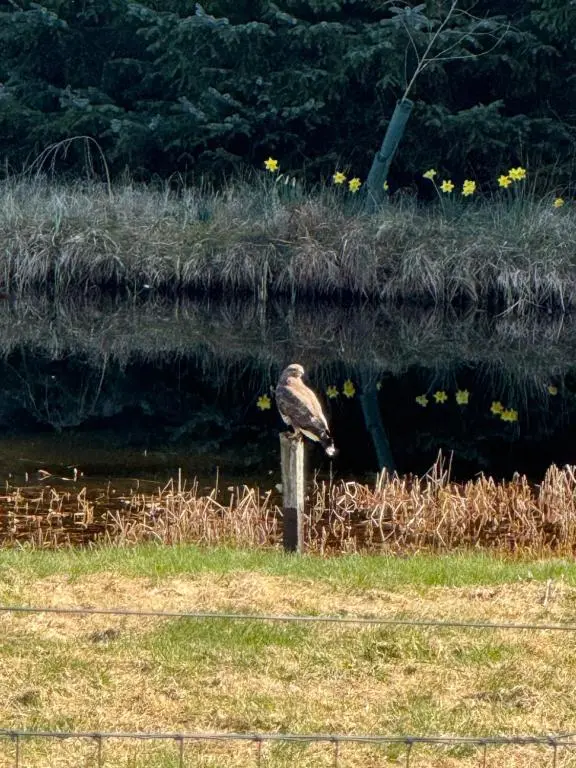 a bird is standing on a pole in the water at Willowbarn Rafford Self Catering in Forres