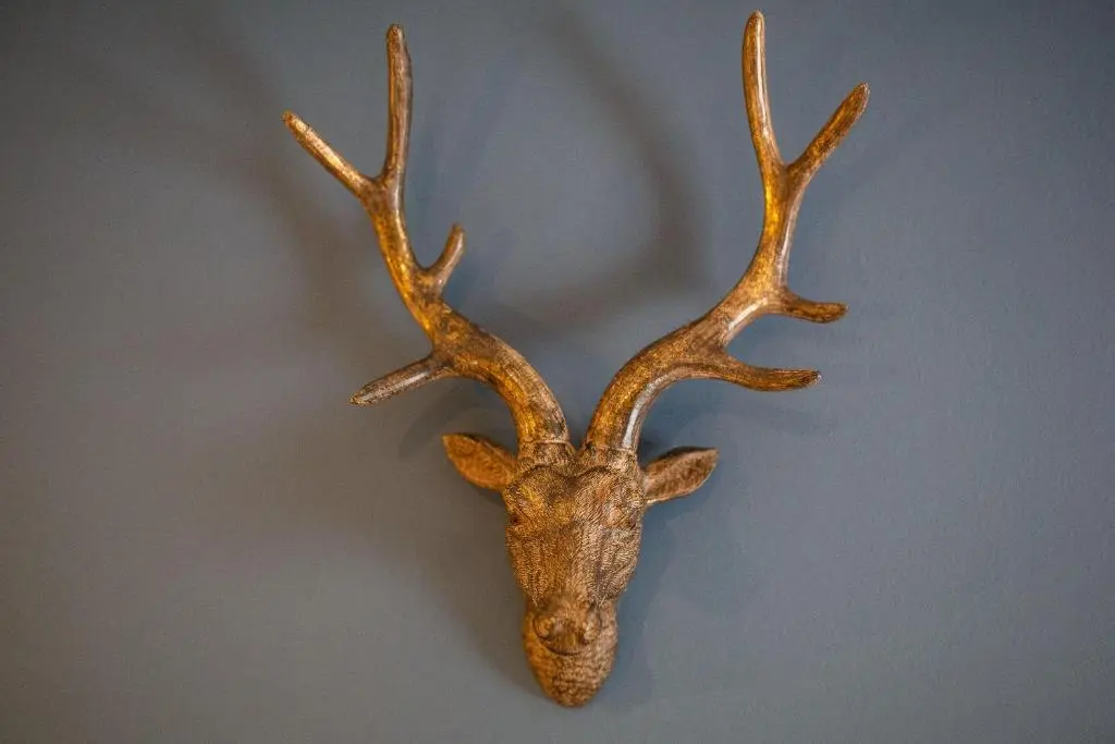 a deer head with antlers hanging on a wall at The Boat Inn in Aboyne