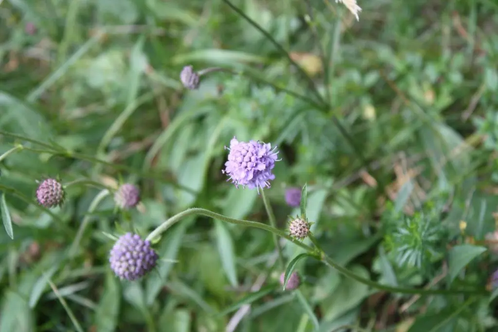 a purple flower in a field of grass at The Boat Inn in Aboyne