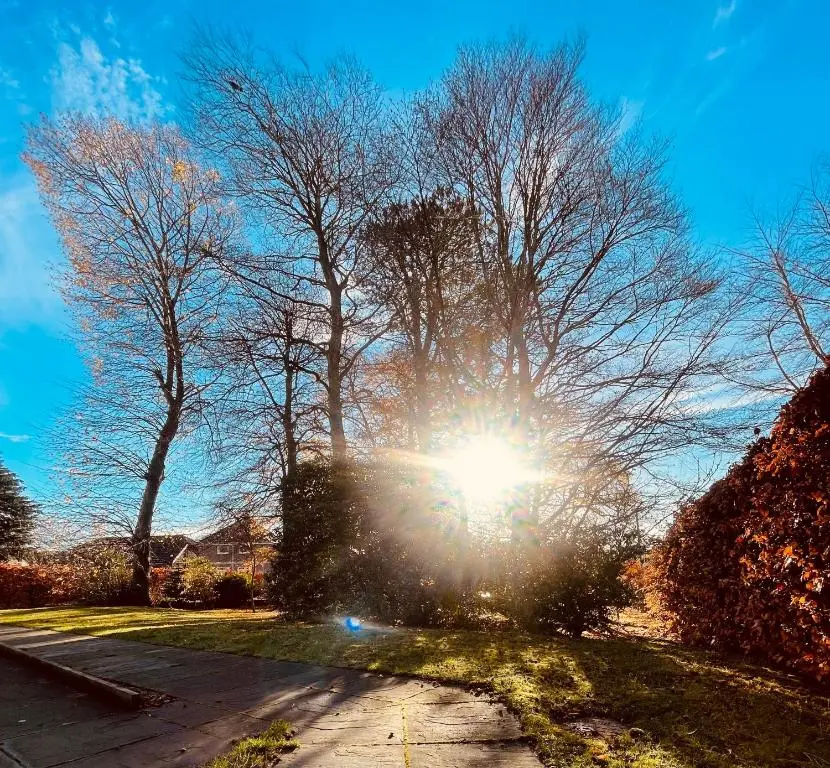 a tree with the sun shining through it at Macallen in Nairn