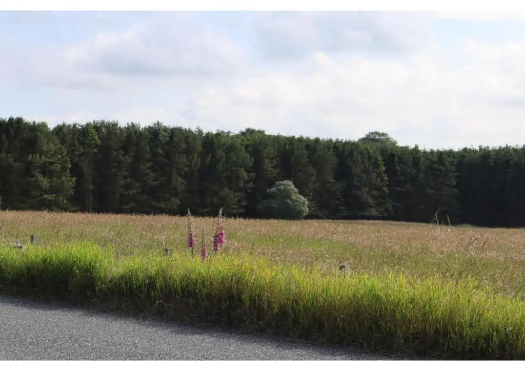 a field of tall grass next to a road at Hillside Cottage in Aberdeen