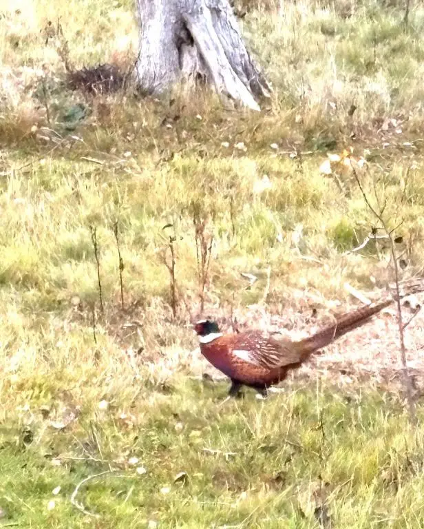a brown bird standing in the grass at Braemar Lodge Cabins Not for profit in Braemar