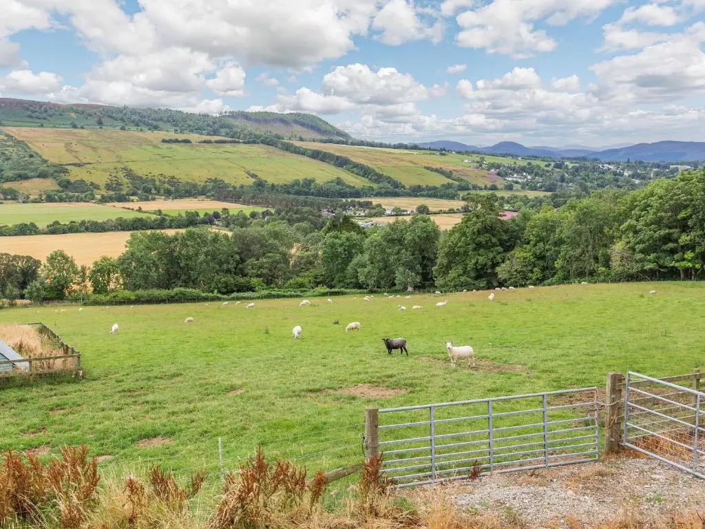 a herd of sheep grazing in a green field at Woodside Hut 2 - Uk36106 in Auchterneed