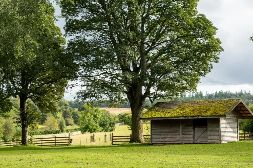 an old barn with a tree in a field at Marcassie Farm Lodges - Birch Studio in Forres