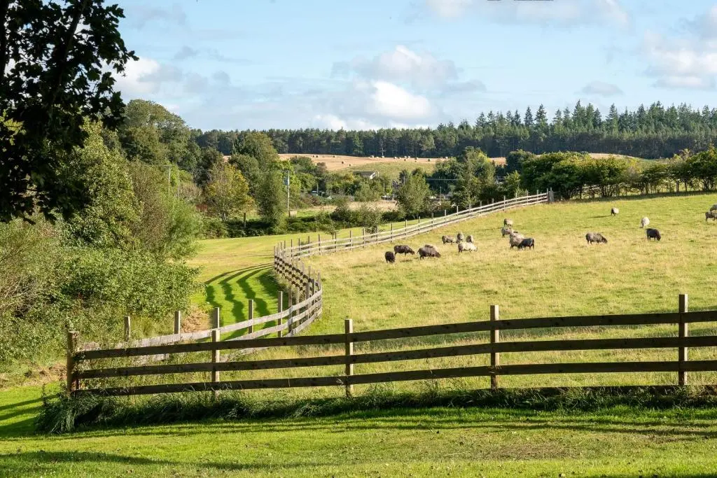 a herd of animals in a field behind a fence at Marcassie Farm Lodges - Oak Studio - Accessible in Forres