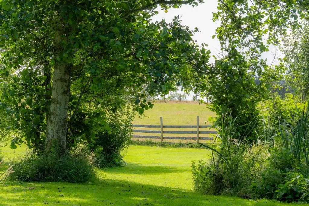 two trees in a field with a fence in the background at Marcassie Farm Lodges - Blackthorn Studio in Forres