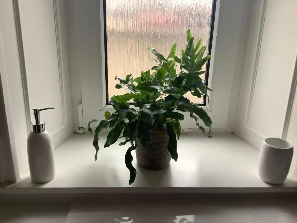 a potted plant sitting on a window sill at 4 Stills Apartment in Rothes