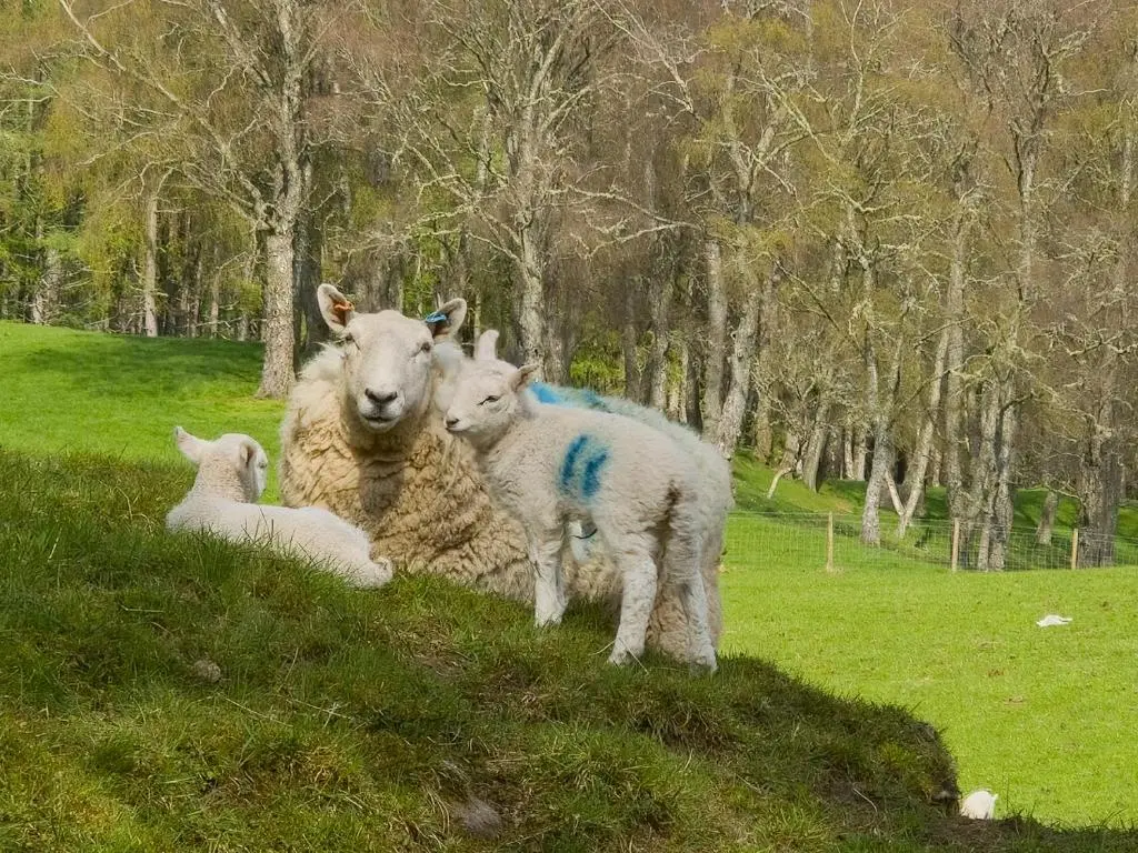 three sheep standing on a grassy hill with trees at Druim An Lochain Cottage in Kinrara