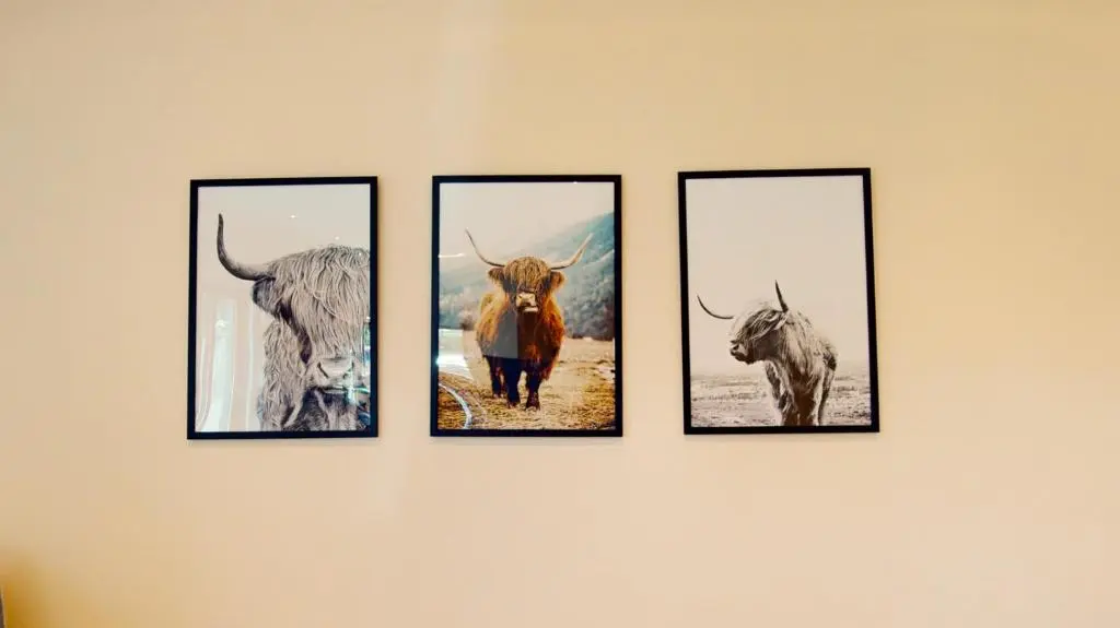 a group of four pictures of cows on a wall at Druim An Lochain Cottage in Kinrara