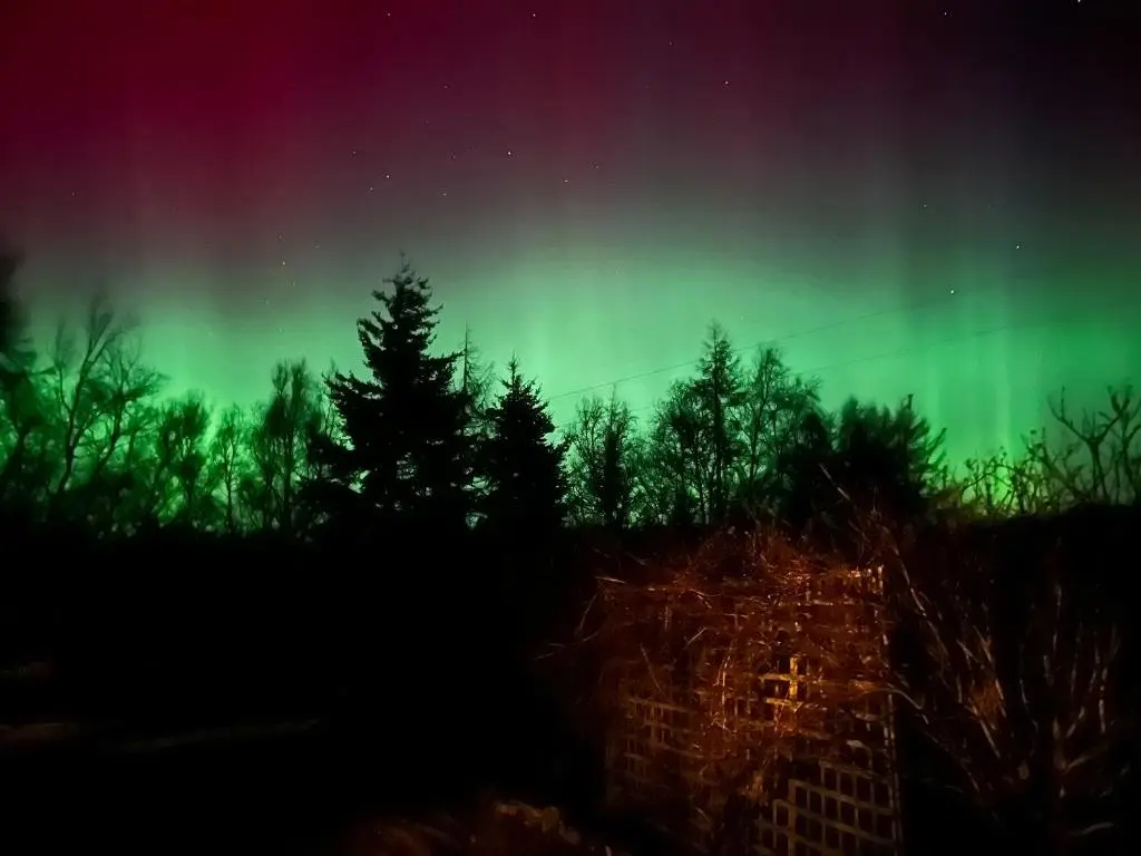 an aurora in the sky with trees in the foreground at Paterson Cottage in Tore