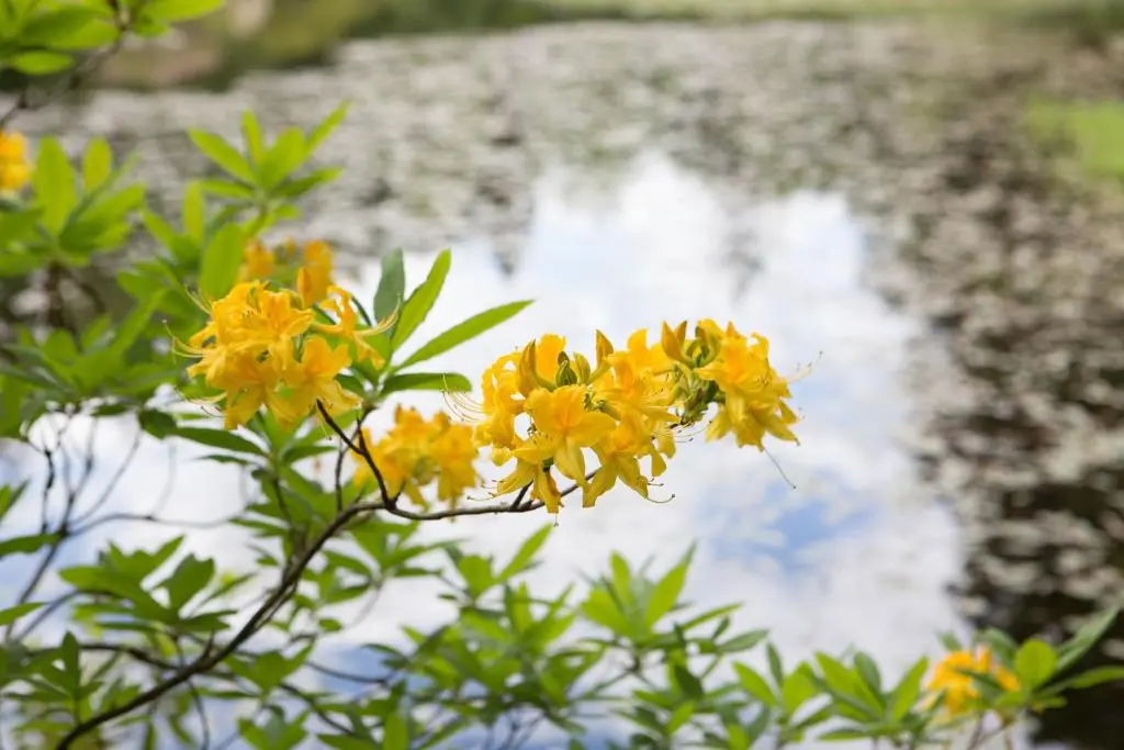 a bunch of yellow flowers in front of a pond at The Bungalow in Elgin