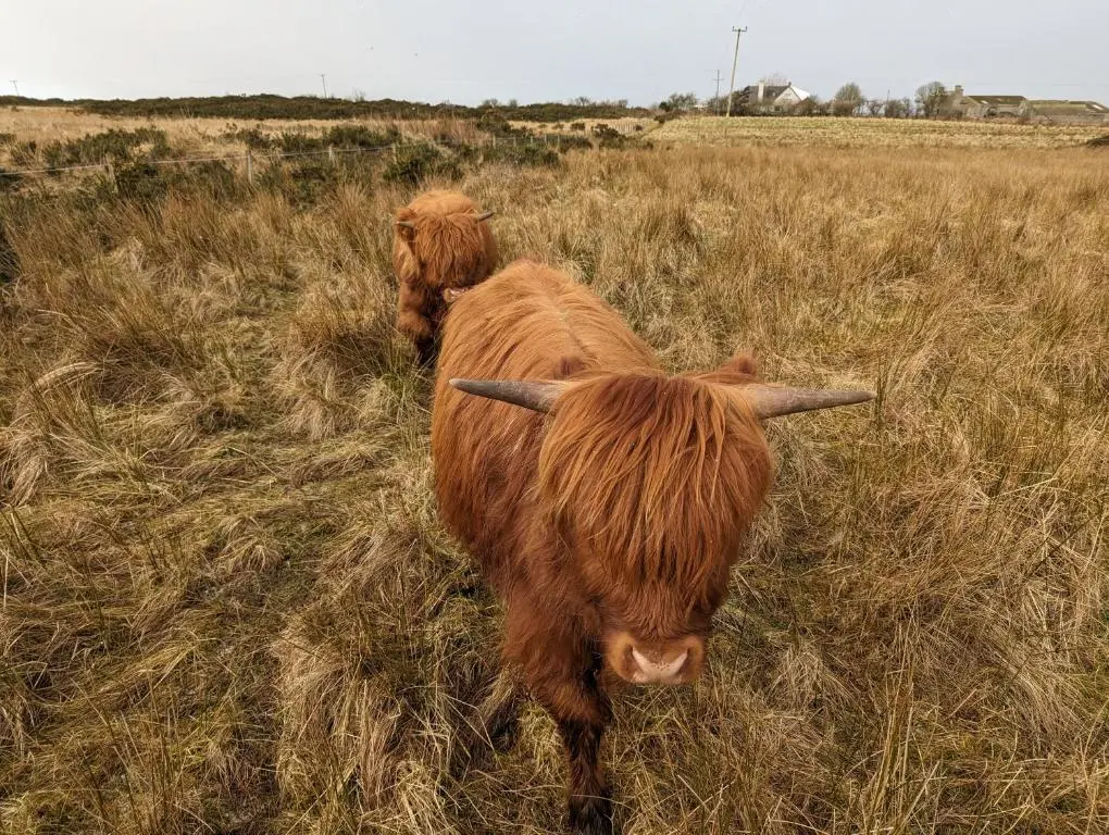 a couple of brown cows standing in a field at Achmeney Glamping larger than Average pod in Halkirk