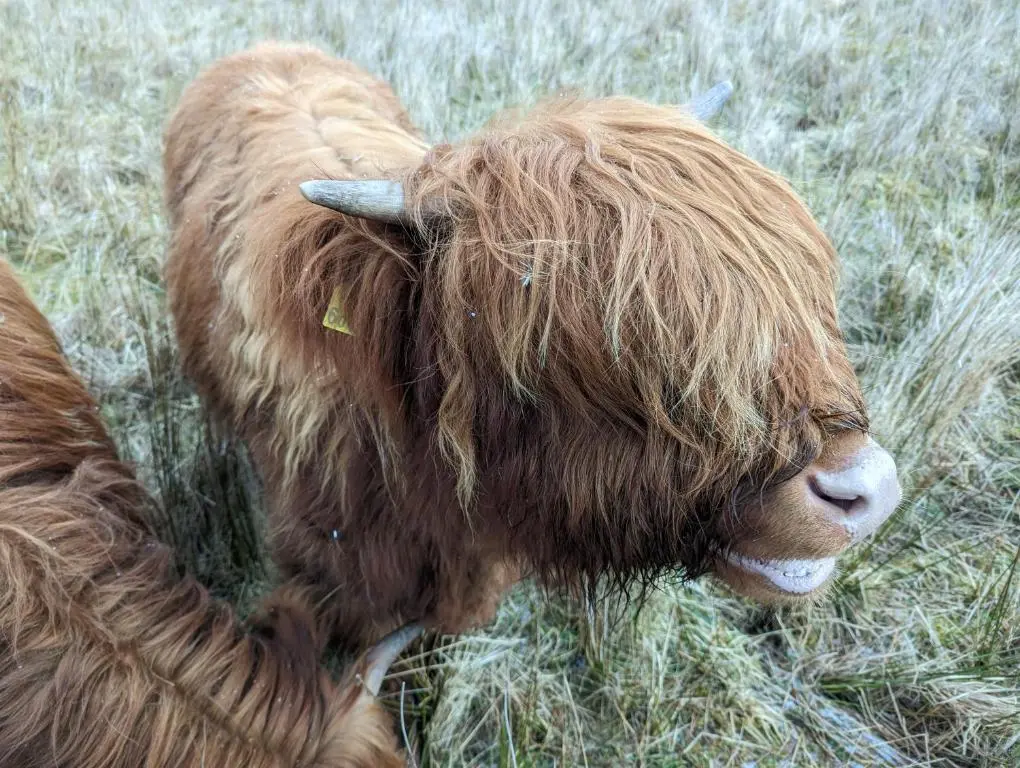 a brown cow laying in a field of grass at Achmeney Glamping larger than Average pod in Halkirk