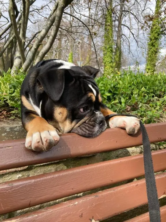 a black and brown dog laying on a bench at Balmridge House, Loch Ness, Bed & Breakfast in Drumnadrochit