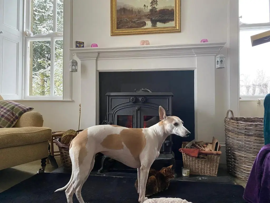 a brown and white dog standing in front of a fireplace at Beautiful Listed Mansion with incredible woodland views in Huntly