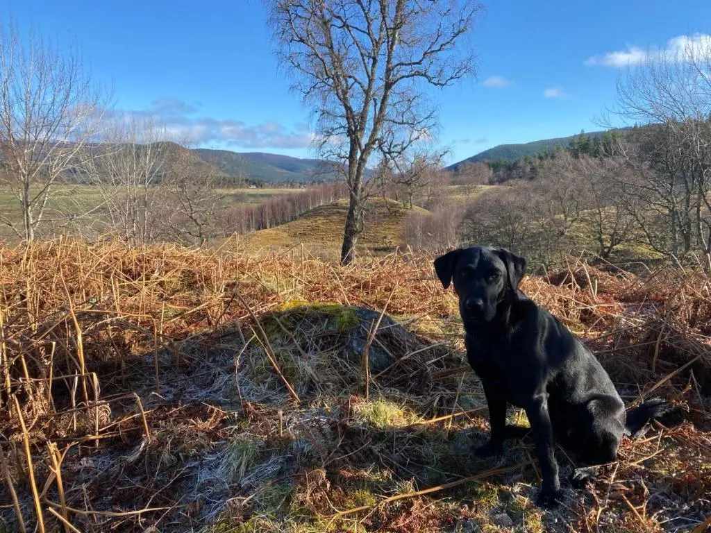 a black dog sitting in the grass in a field at Crofts Mill in Ballater