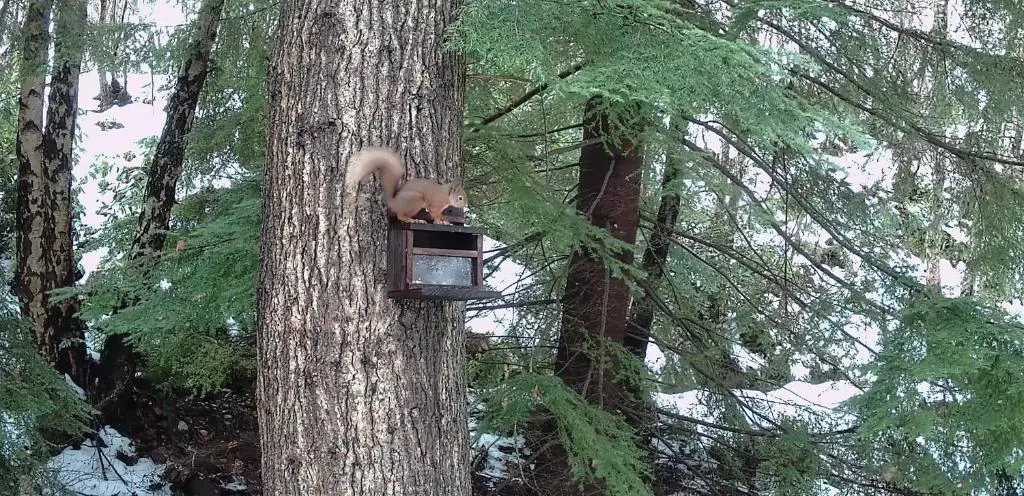 a squirrel is sitting in a bird feeder on a tree at Brylach Steading in Aberlour