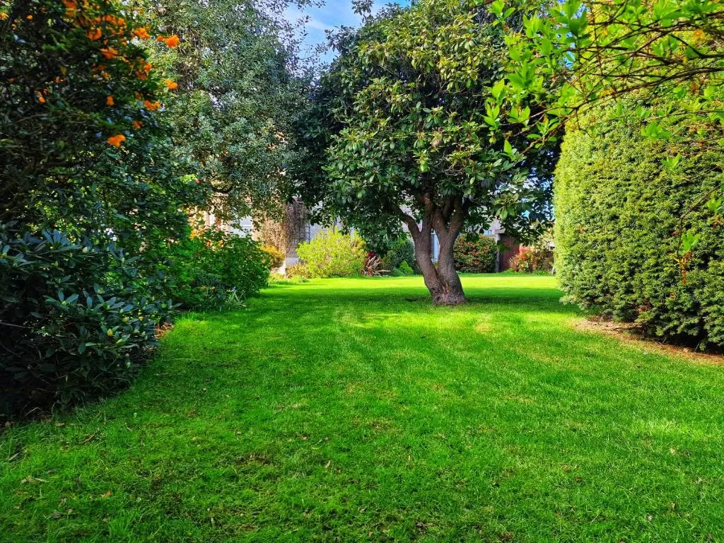 a tree in the middle of a green yard at The Pines Guest House in Elgin