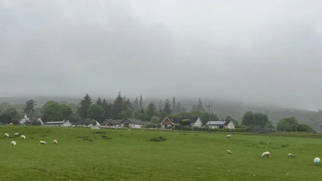 a herd of sheep grazing in a green field at Stylish Garden Flat Near Loch Ness in Drumnadrochit