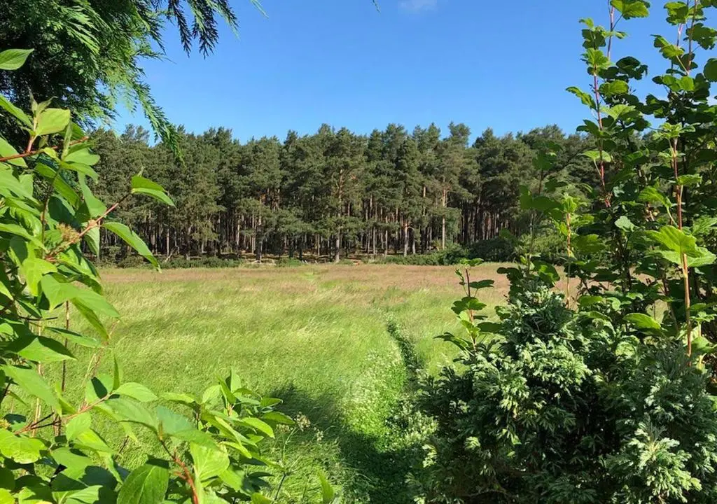 a field of grass with trees in the background at The Tower, Moray Firth Holiday Home in Kinloss