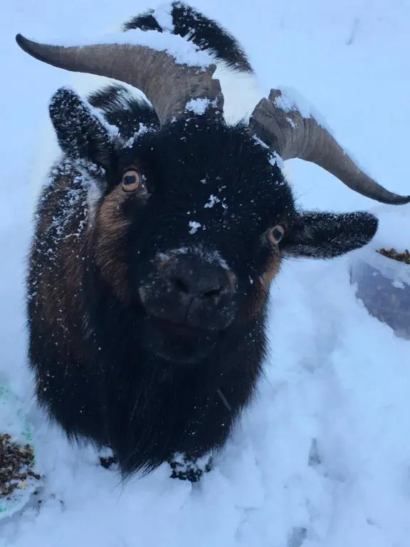 a goat with horns standing in the snow at The Guest suite at Daviot ,Inverness in Inverness