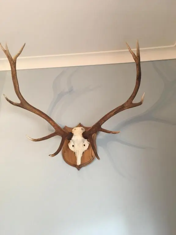 a stag antlers hanging on a wall at The Guest suite at Daviot ,Inverness in Inverness