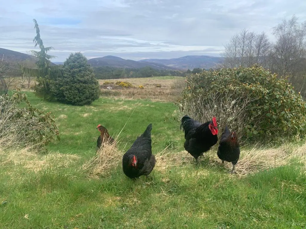 a group of chickens walking in a field at Birkenshaw - Beautiful Shepherd\u2019s Hut in the Highlands. in Dornoch