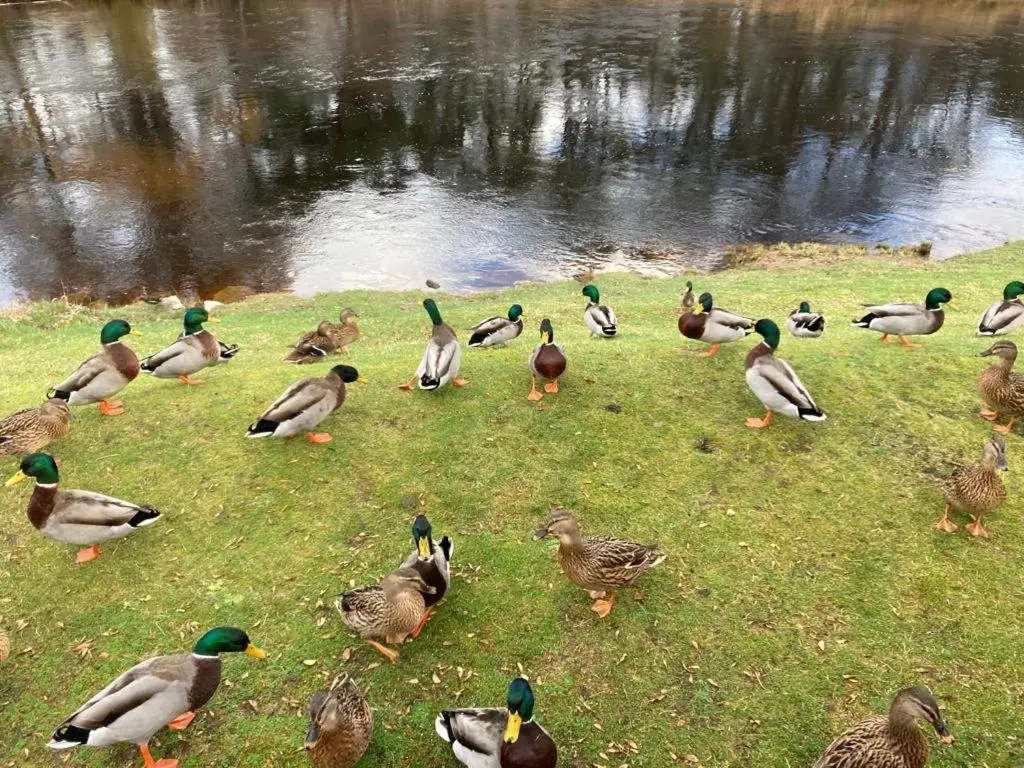 a group of ducks standing on the grass near a pond at RIVERSIDE LODGE RETREAT in Aviemore