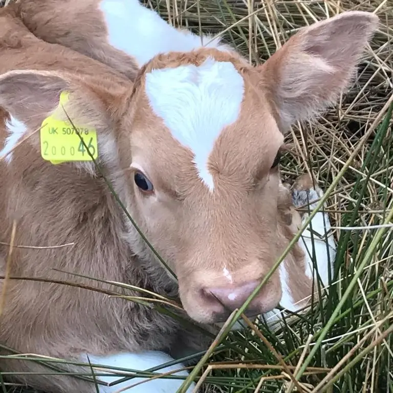 a calf laying in the grass with a sign on its ear at Ben Klibreck, Ben Hope, Ben Hee in Torroboll