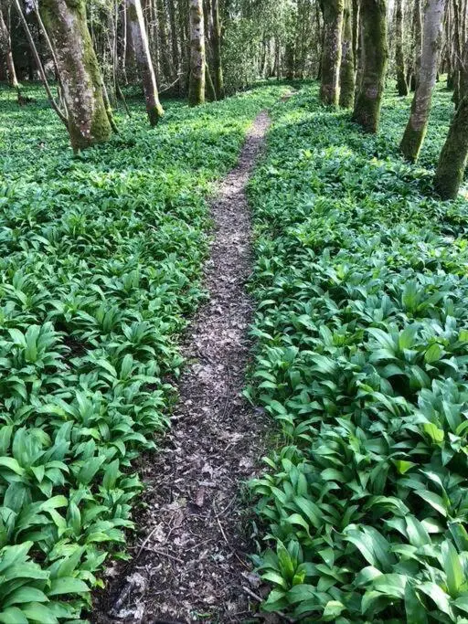 a dirt trail in the middle of a forest at 3 BR Luxury Apt at Highland Club - Fort Augustus in Fort Augustus
