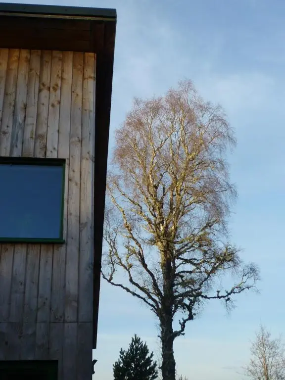 a tree is standing next to a building at Betula Chalet \u2013 coast & country in the Highlands in Nairn
