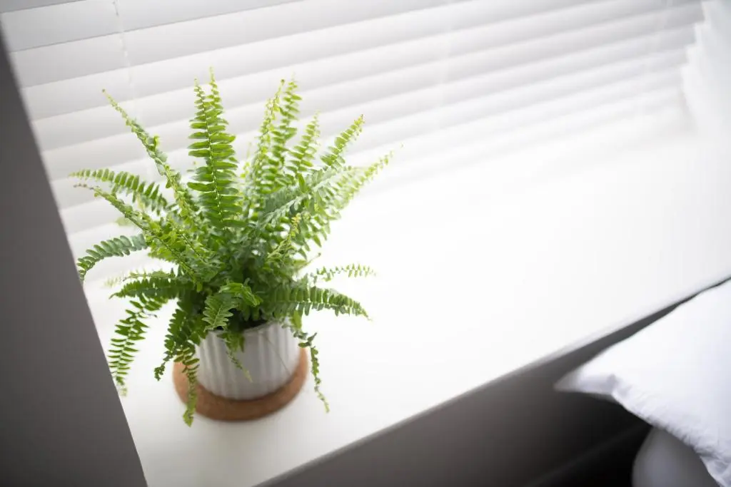 a potted plant sitting on a window sill at End House Inverness in Inverness