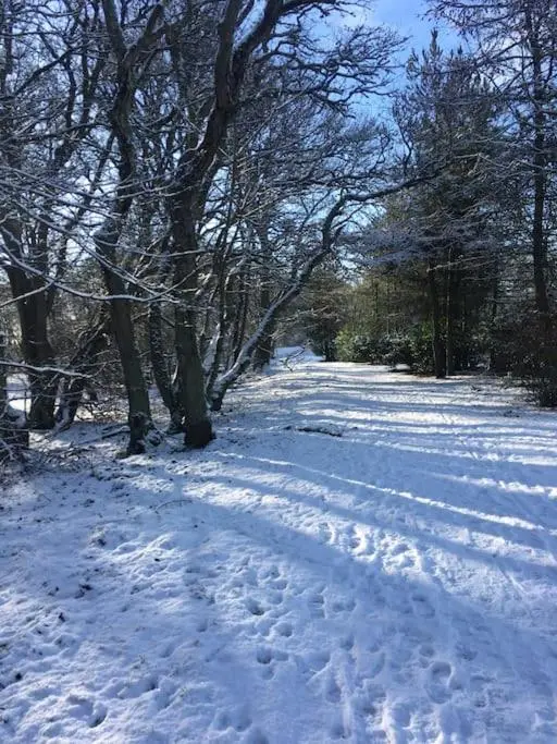 a snowy path with trees and footprints in the snow at Kings Cottage, Nairn - a charming place to stay in Nairn