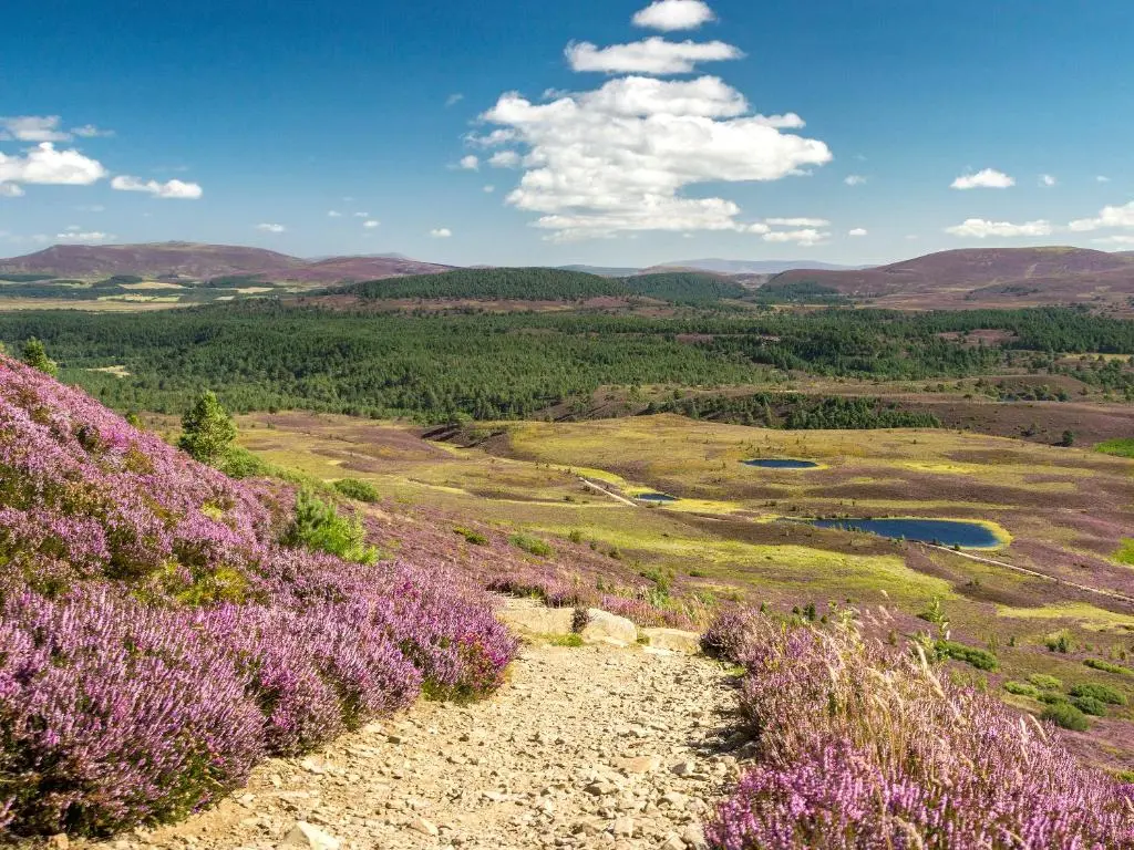 a view of a field with purple flowers on a hill at Ardle Lodge in Enochdhu