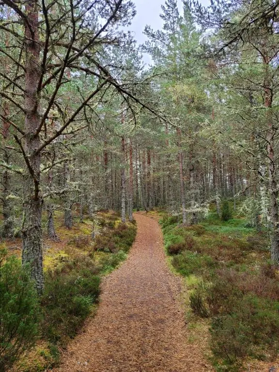 a path through a forest with trees on either side at Summer Breeze in Aviemore