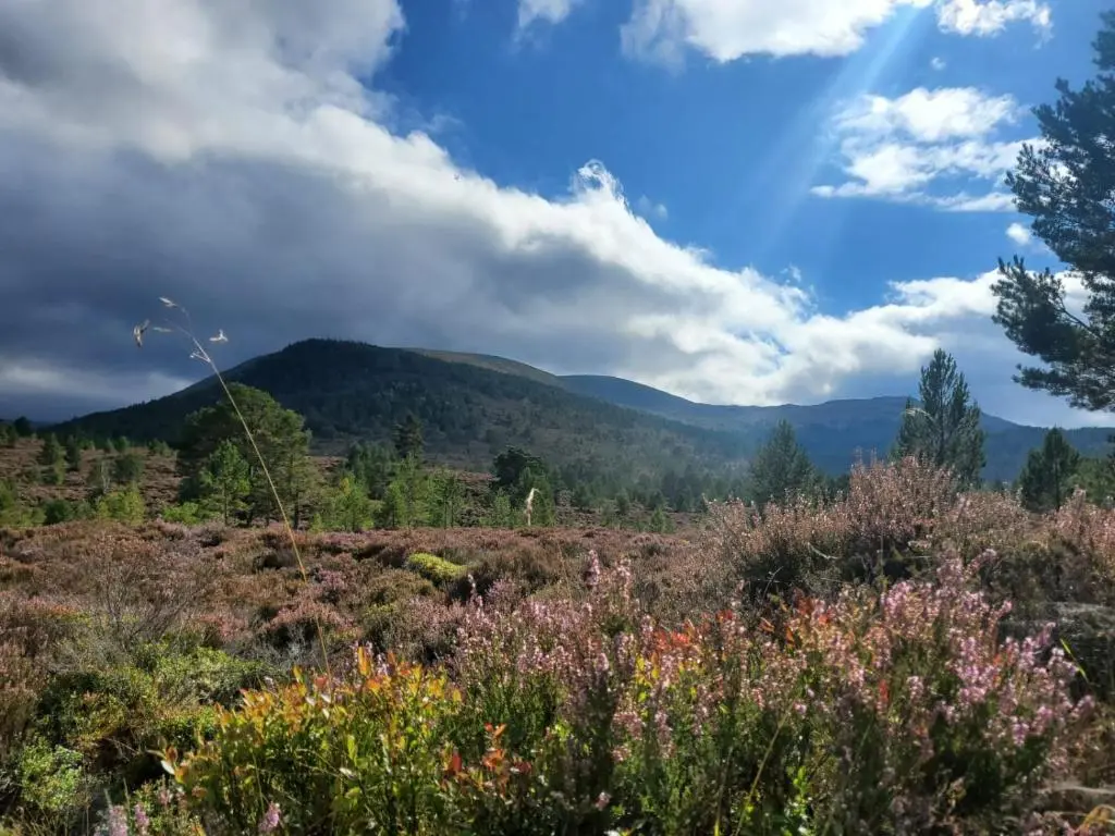 a field of flowers with mountains in the background at Summer Breeze in Aviemore