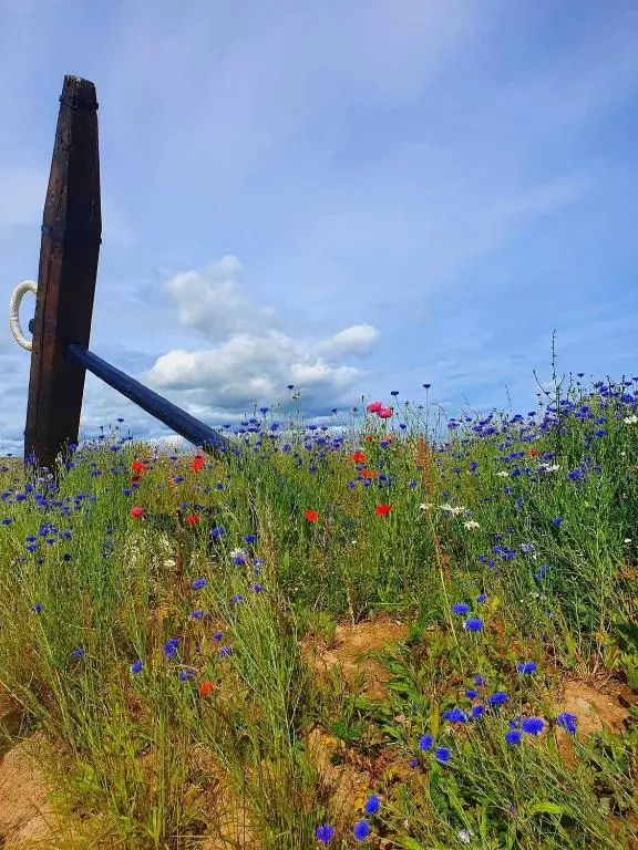 a field of flowers on a hill with a pole at Moray View, Macduff, Aberdeenshire. in Macduff